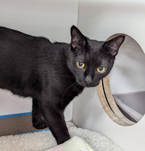 picture of the cat needing adoption