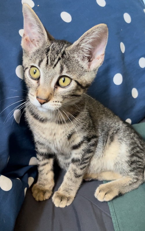 picture of the cat needing adoption