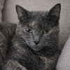 Annabella - Photo 1