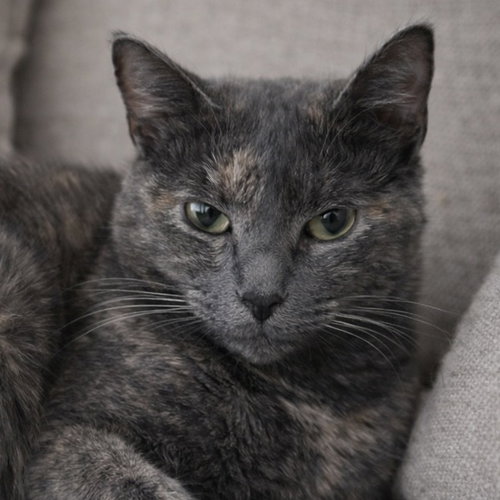 ANNABELLA - Dilute Tortoiseshell / Domestic Short Hair available for adoption