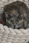 Annabella - Photo 2