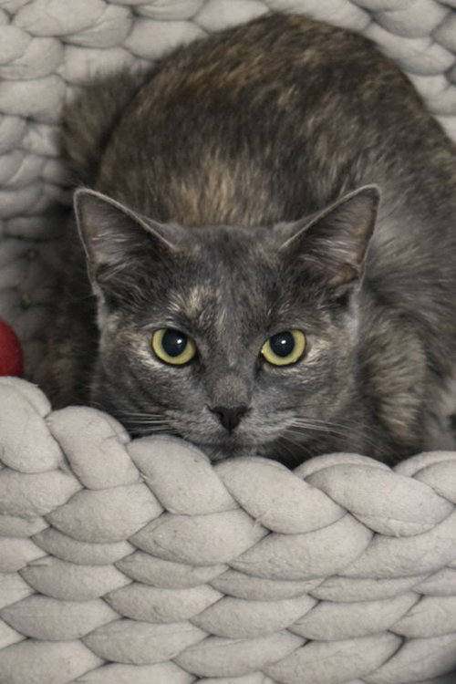 ANNABELLA - Dilute Tortoiseshell / Domestic Short Hair available for adoption