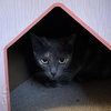 Annabella - Photo 7