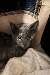 Annabella - Photo 9