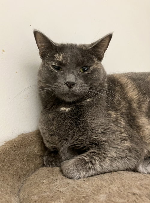 ANNABELLA - Dilute Tortoiseshell / Domestic Short Hair available for adoption