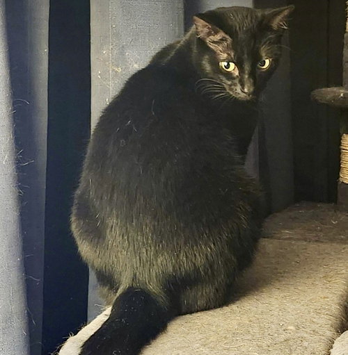 Raven (aka Sammy Joe), Adult Domestic Short Hair (short coat), cat for adoption in Lancaster, Ohio
