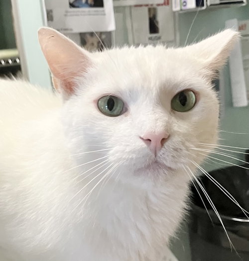 TRENZIN - Domestic Short Hair available for adoption