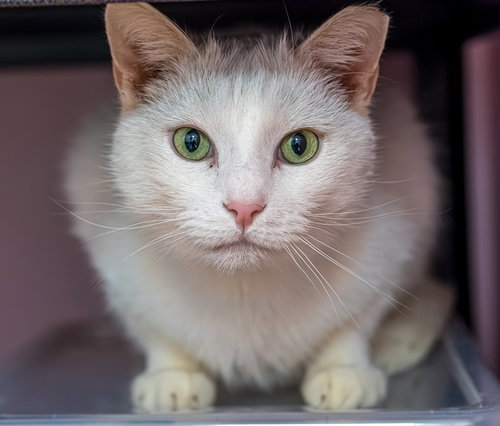 TRENZIN - KBC - Domestic Short Hair available for adoption
