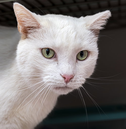 Trenzin - KBC, Adult Domestic Short Hair / Mixed (short coat), cat for adoption in Lancaster, Ohio