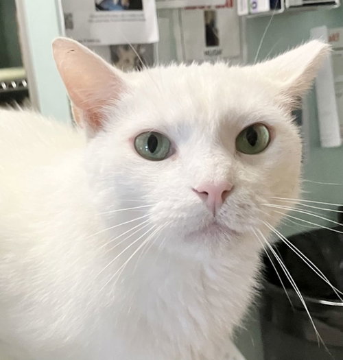 Trenzin - KBC, a cat for adoption from Colony Cats (& dogs)