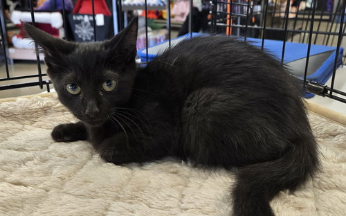 picture of the cat needing adoption