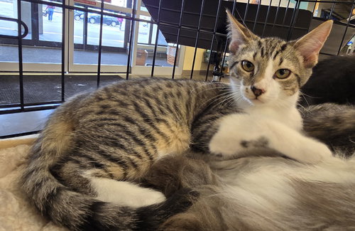 picture of the cat needing adoption