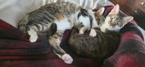 WANDA - Domestic Short Hair available for adoption