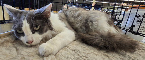 picture of the cat needing adoption