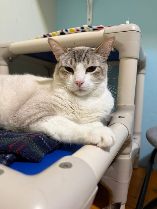 ZEPHYR - Siamese / Domestic Short Hair available for adoption