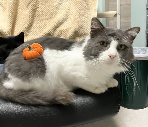 picture of the cat needing adoption