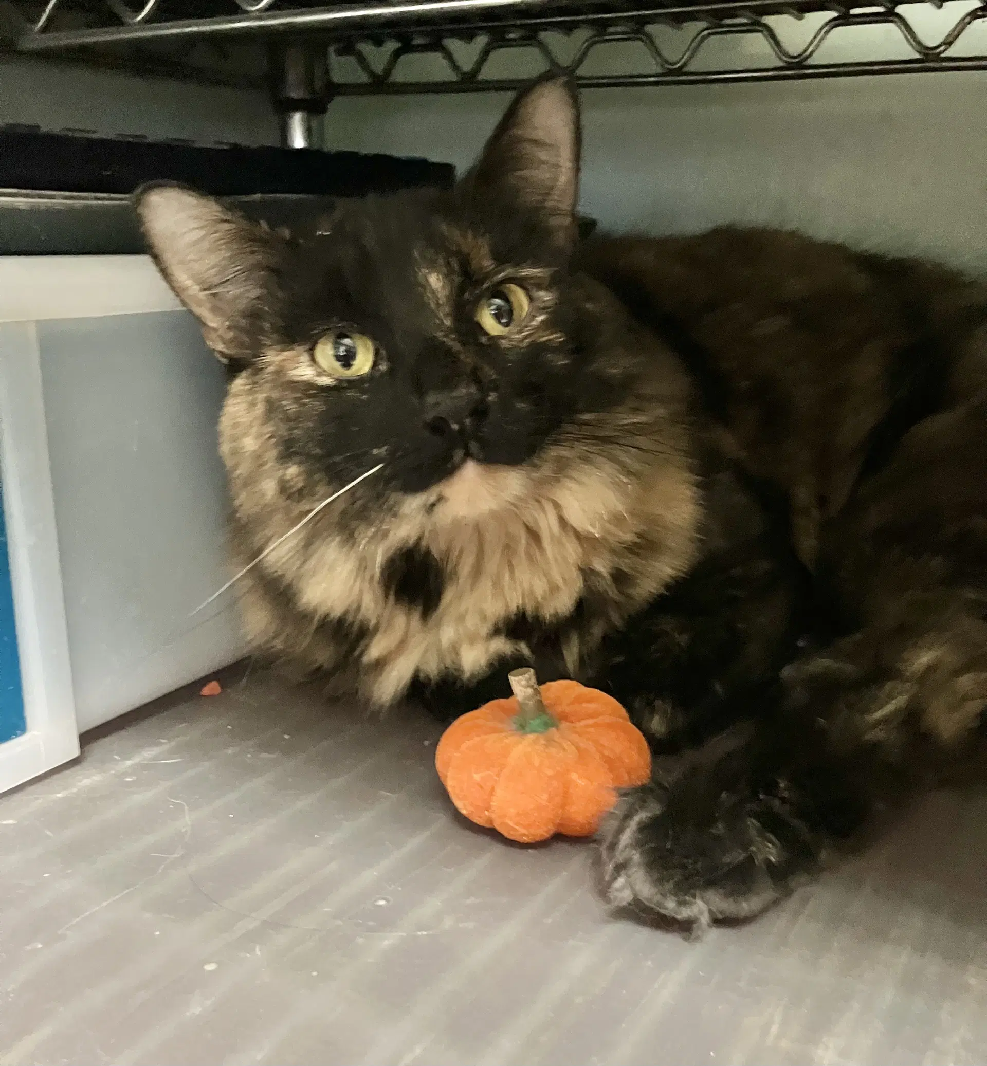 Misty - Tortoiseshell