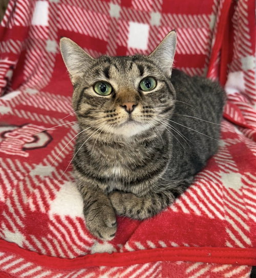 picture of the cat needing adoption