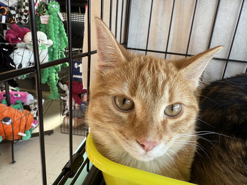 picture of the cat needing adoption