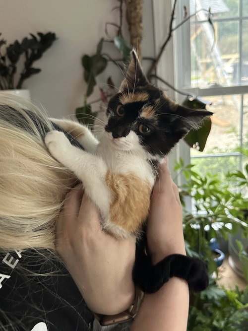 picture of the cat needing adoption
