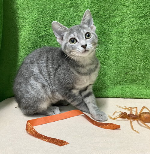 picture of the cat needing adoption