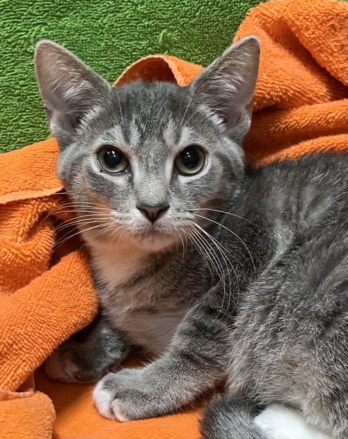 picture of the cat needing adoption