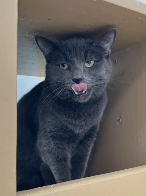 HOLMES - Domestic Short Hair available for adoption