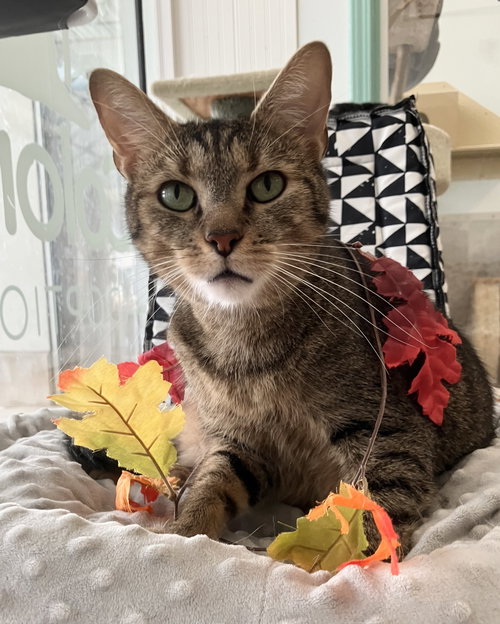 picture of the cat needing adoption