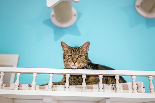 METRO - KBC - Tabby / Domestic Short Hair available for adoption