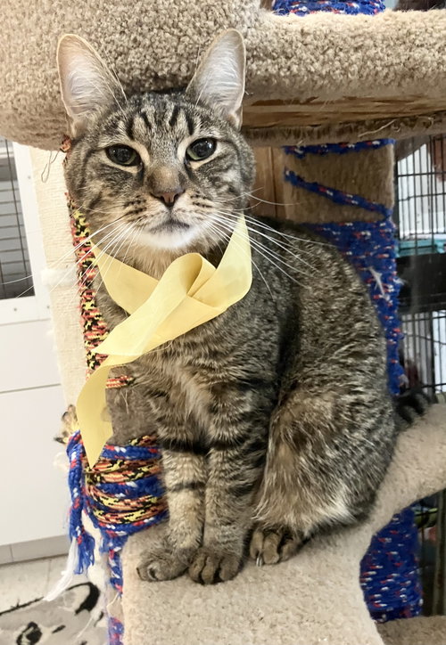 picture of the cat needing adoption