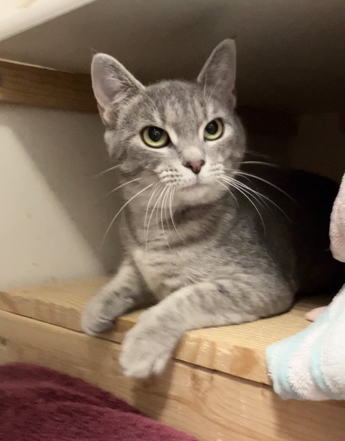 Leanna, Adult Tabby / Domestic Short Hair / Mixed (short coat), cat for adoption in Lancaster, Ohio