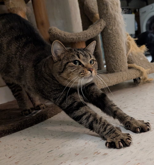 MISS DAISY - Tabby / Domestic Short Hair available for adoption