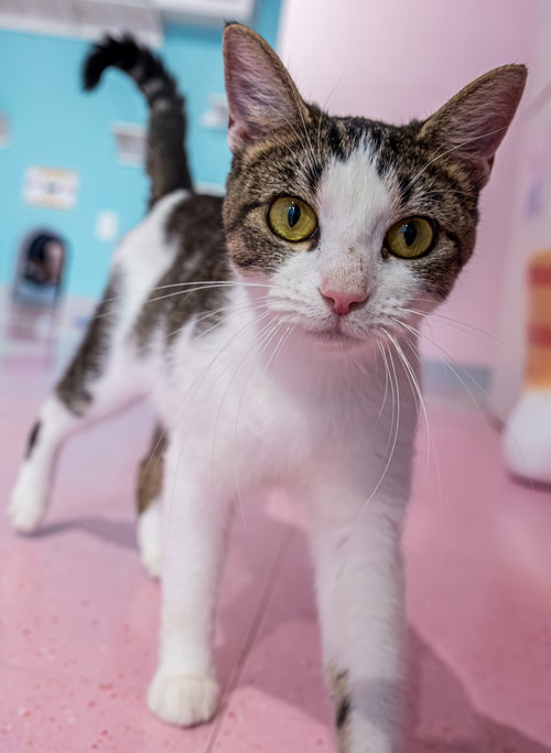 Alicia - KBC, Adult Tabby / Domestic Short Hair / Mixed (short coat), cat for adoption in Lancaster, Ohio