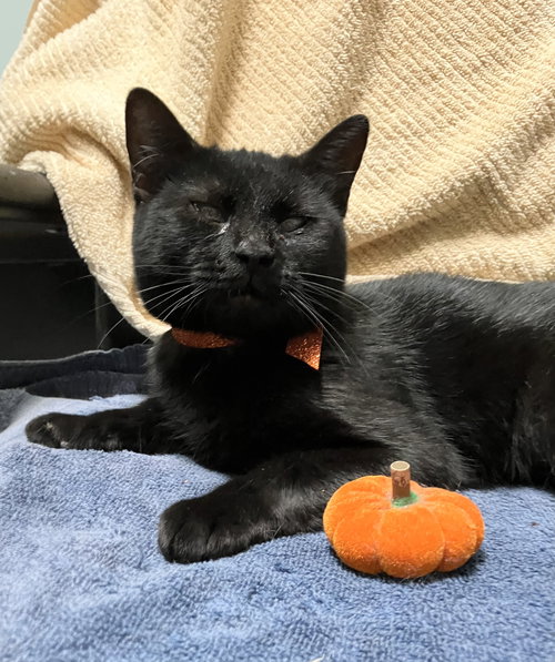 picture of the cat needing adoption