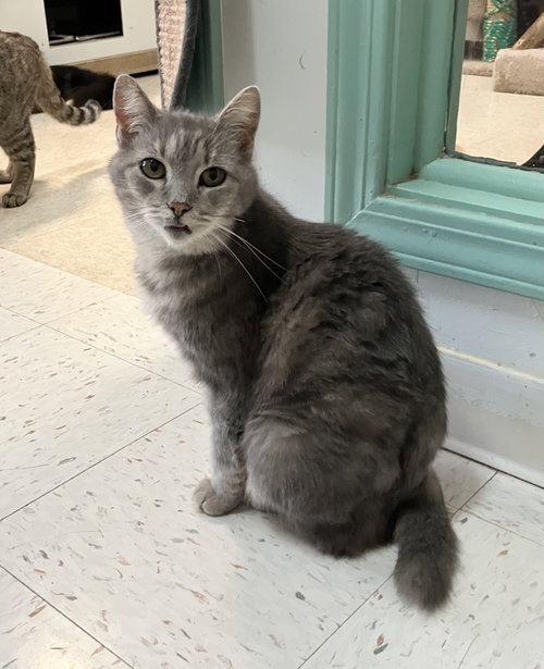 AURELIA - Domestic Short Hair available for adoption