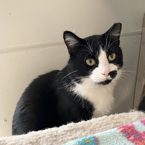 COOKIE DUSTER - Domestic Short Hair available for adoption