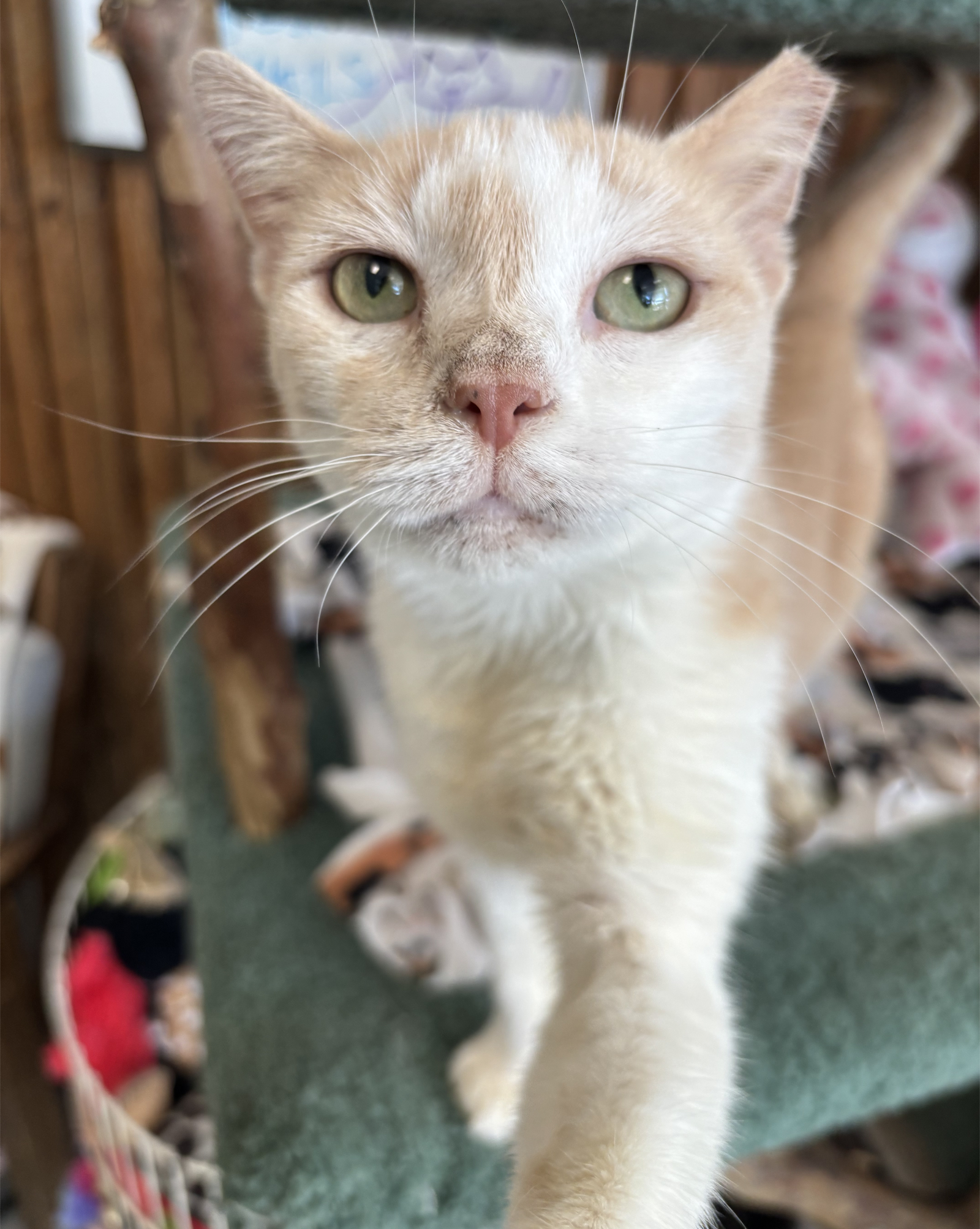 Peaches Image