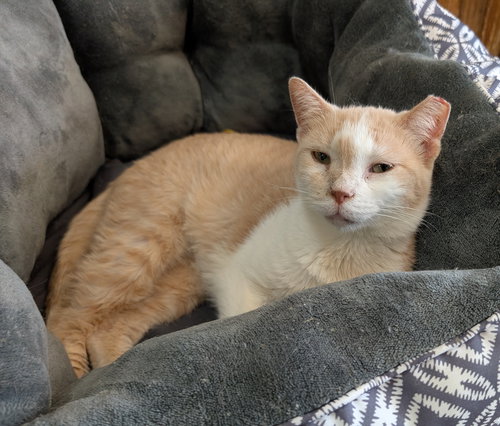 PEACHES - Domestic Short Hair available for adoption