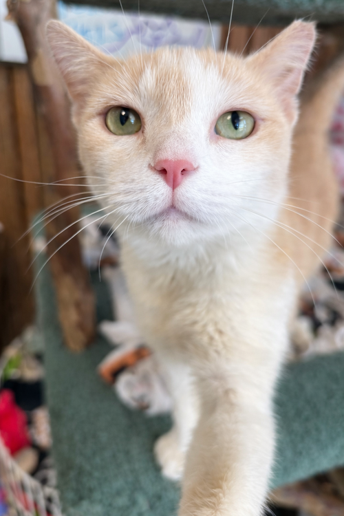 PEACHES - Domestic Short Hair / Tabby available for adoption