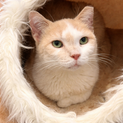Peaches, an adoptable Domestic Short Hair in Dublin, OH