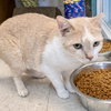 Peaches - Photo 4