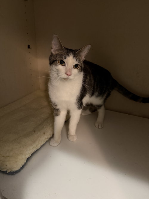 SUSHI - Tabby / Domestic Short Hair available for adoption