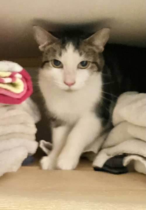 SUSHI - Tabby / Domestic Short Hair available for adoption