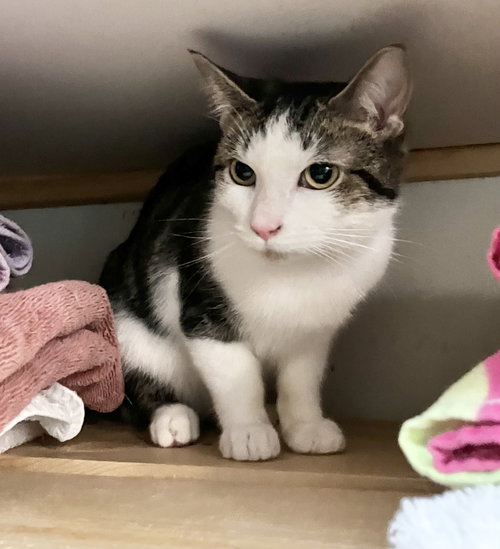 SUSHI - Tabby / Domestic Short Hair available for adoption