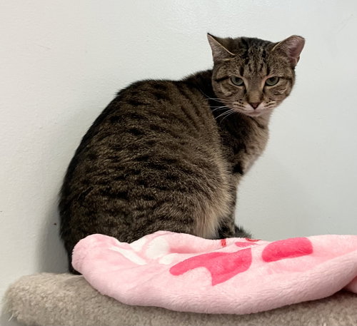 LORETTA LYNN - Tabby / Domestic Short Hair available for adoption