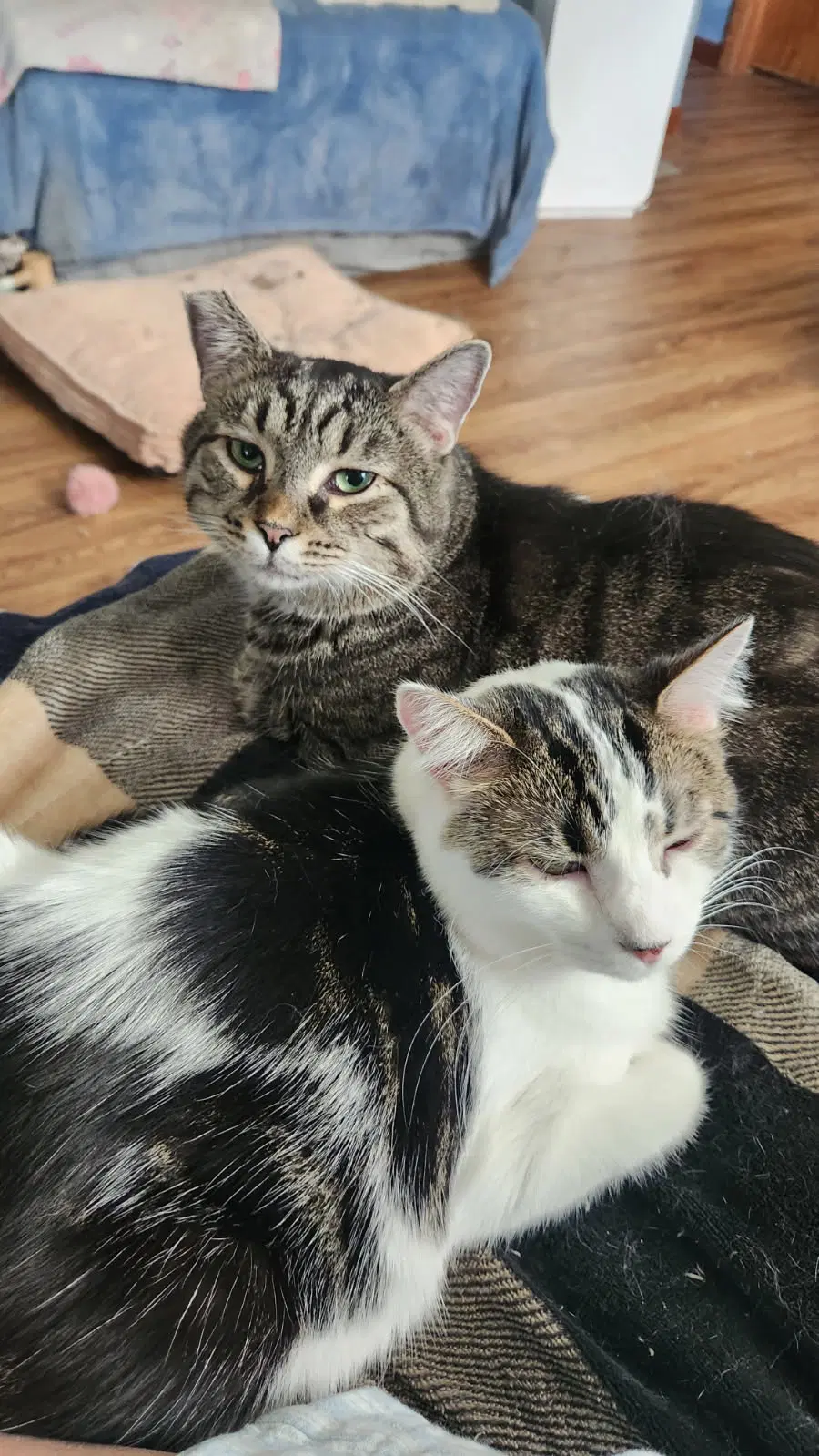 Oakley Bonded To Spaghetti - Tabby