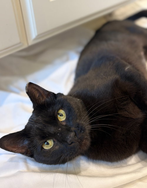 SISHA - Domestic Short Hair available for adoption