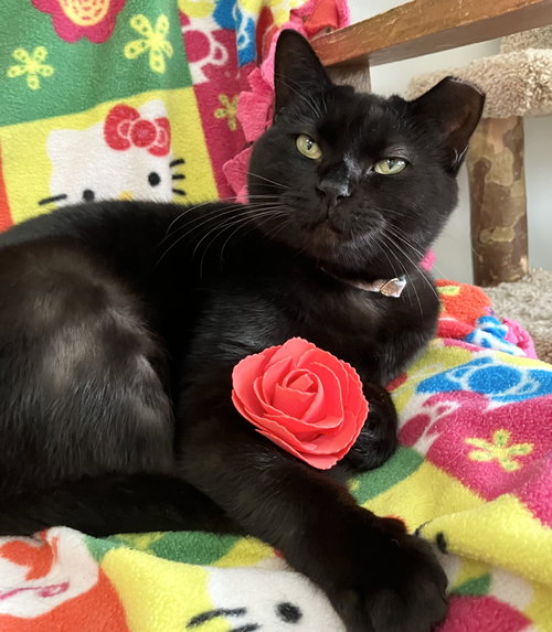 SISHA - Domestic Short Hair available for adoption