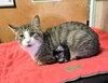 Hermie - Photo 4