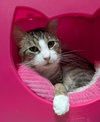 Hermie - Photo 3